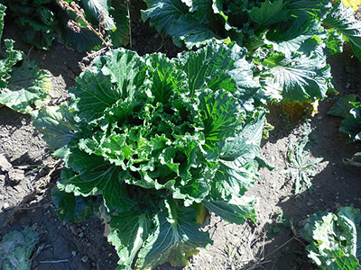 Romaine Lettuce, Celery, and Bok Choy